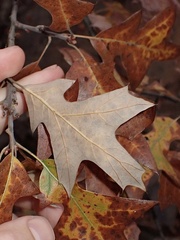 Quercus ilicifolia