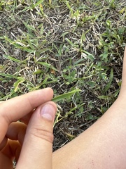 Stenotaphrum secundatum