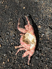 Grapsus adscensionis