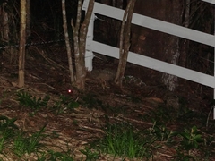 Nyctidromus albicollis