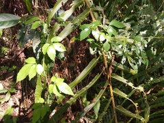 Causonis corniculata