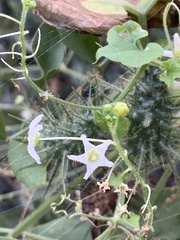 Echinopepon wrightii