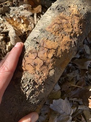 Inonotus