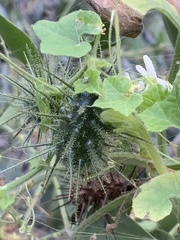 Echinopepon wrightii