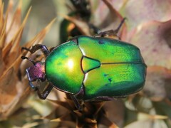 Protaetia cuprea cuprea