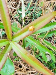 Harmonia axyridis
