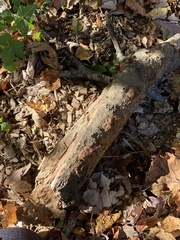 Inonotus