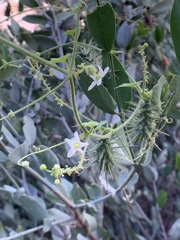 Echinopepon wrightii