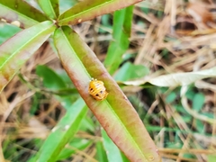 Harmonia axyridis