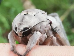 Abantiades argentata