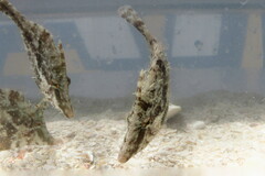 Monacanthus ciliatus