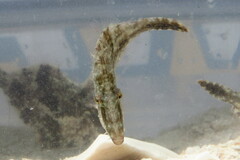 Monacanthus ciliatus