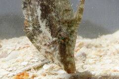 Monacanthus ciliatus