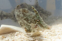 Monacanthus ciliatus