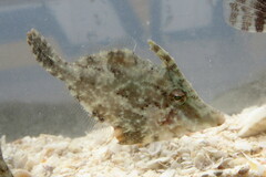 Monacanthus ciliatus