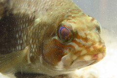 Centropristis striata