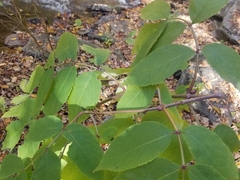 Sambucus racemosa