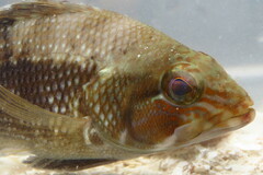 Centropristis striata