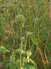 Campanula cervicaria