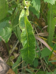 Campanula cervicaria