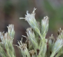 Eupatorium pilosum