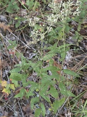 Eupatorium pilosum