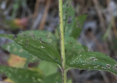 Eupatorium pilosum