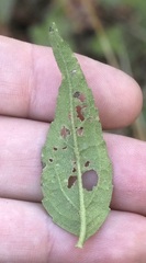 Eupatorium pilosum