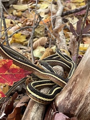 Thamnophis saurita