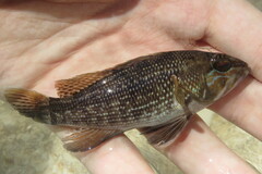 Centropristis striata