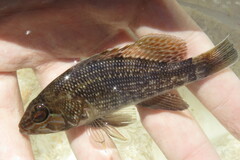 Centropristis striata