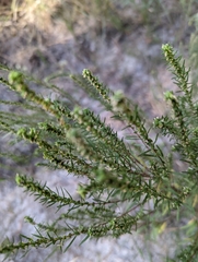 Iva angustifolia