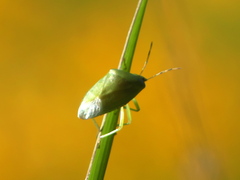 Pentatomoidea