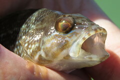 Centropristis striata