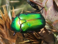 Protaetia cuprea cuprea