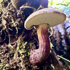 Aureoboletus