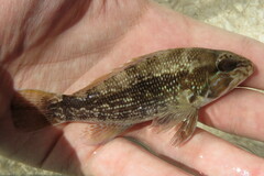 Centropristis striata