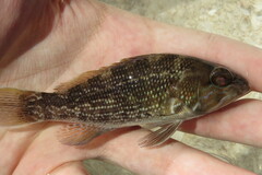 Centropristis striata