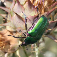 Protaetia cuprea cuprea