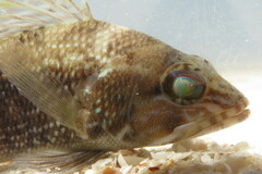 Centropristis striata