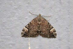 Dysstroma citrata