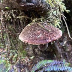 Aureoboletus
