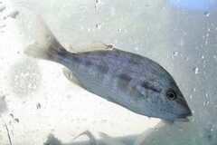 Orthopristis chrysoptera