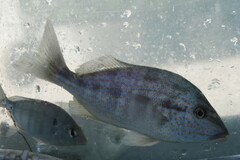 Orthopristis chrysoptera