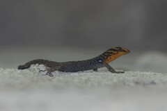 Gonatodes caudiscutatus