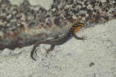 Gonatodes caudiscutatus