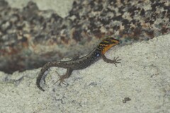 Gonatodes caudiscutatus