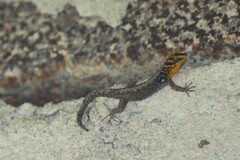 Gonatodes caudiscutatus