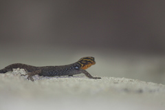 Gonatodes caudiscutatus