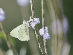 Hesperocharis paranensis